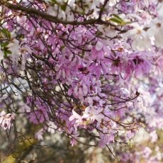 Magnolia portraits 13