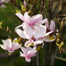 Magnolia portraits 14