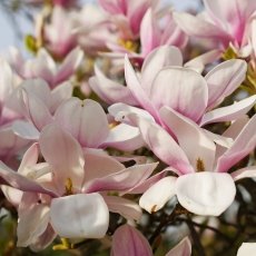 Magnolia portraits 15