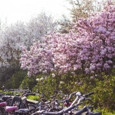 Magnolia portraits 16