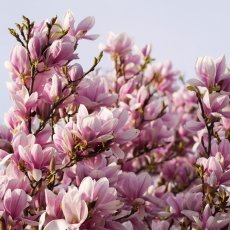 Magnolia portraits 17