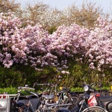 Magnolia portraits 18