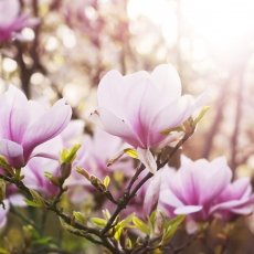 Magnolia portraits 19