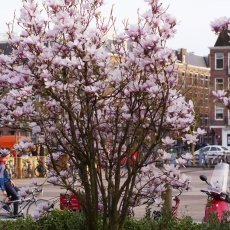 Magnolia portraits 20