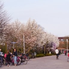 Magnolia portraits 21