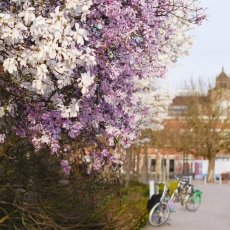 Magnolia portraits 22