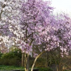 Magnolia portraits 23