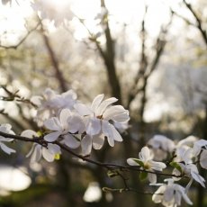 Magnolia portraits 24