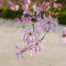 Magnolia portraits 25