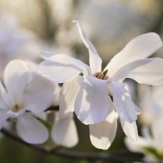 Magnolia portraits 26