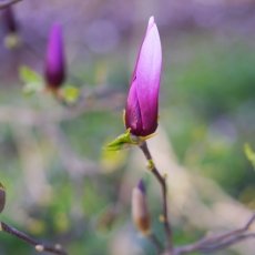 Magnolia portraits 27