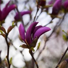 Magnolia portraits 28