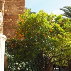 Orange trees at Alcazaba