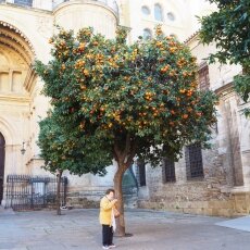 Orange tree next to the cathedral