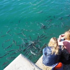 Feeding the fish