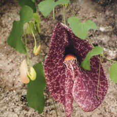 October in Menton, France 08