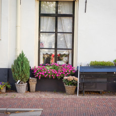 Middelburg Zeeland little dog in the window