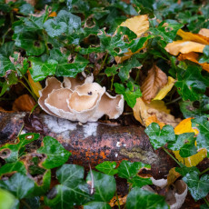 Mushroom spotting Bergerbos Netherlands 05