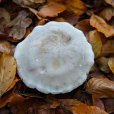 Mushroom spotting Bergerbos Netherlands 03