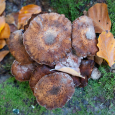 Mushroom spotting Bergerbos Netherlands 04