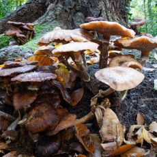 Mushroom spotting Bergerbos Netherlands 02