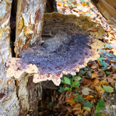 Mushroom spotting Bergerbos Netherlands 06