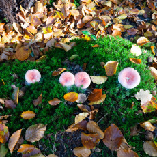 Mushroom spotting Bergerbos Netherlands 13