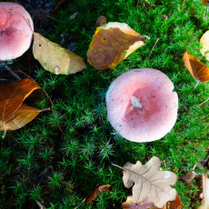 Mushroom spotting Bergerbos Netherlands 10