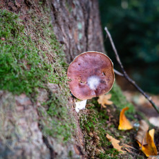 Mushroom spotting Bergerbos Netherlands 08