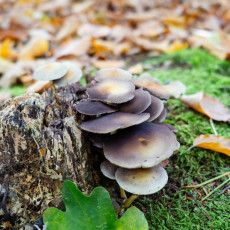 Mushroom spotting Bergerbos Netherlands 09