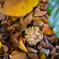 Mushroom spotting Bergerbos Netherlands 12