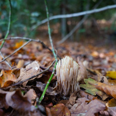 Mushroom spotting Bergerbos Netherlands 07