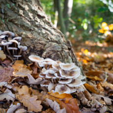 Mushroom spotting Bergerbos Netherlands 15