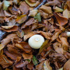Mushroom spotting Bergerbos Netherlands 14