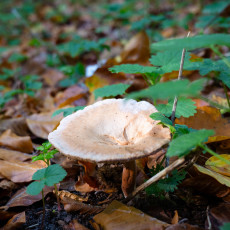 Mushroom spotting Bergerbos Netherlands 16