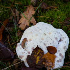 Mushroom spotting Bergerbos Netherlands 32