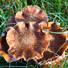 Mushroom spotting Bergerbos Netherlands 17