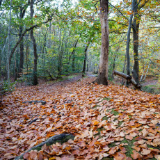 Mushroom spotting Bergerbos Netherlands 11