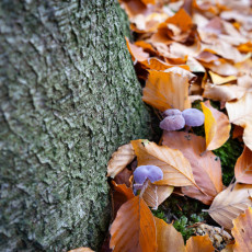 Mushroom spotting Bergerbos Netherlands 22