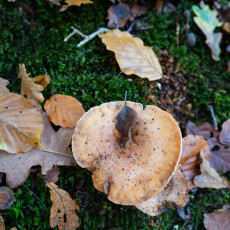Mushroom spotting Bergerbos Netherlands 24