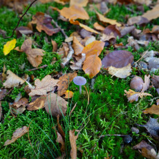 Mushroom spotting Bergerbos Netherlands 23