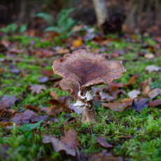 Mushroom spotting Bergerbos Netherlands 18