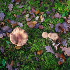 Mushroom spotting Bergerbos Netherlands 25