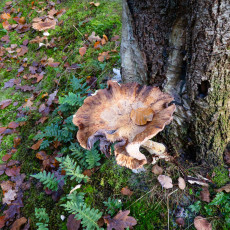 Mushroom spotting Bergerbos Netherlands 20
