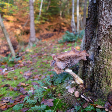 Mushroom spotting Bergerbos Netherlands 19