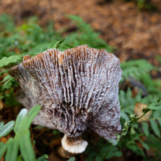 Mushroom spotting Bergerbos Netherlands 21