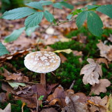Mushroom spotting Bergerbos Netherlands 27