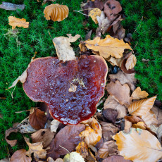 Mushroom spotting Bergerbos Netherlands 28