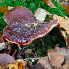 Mushroom spotting Bergerbos Netherlands 29