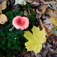 Mushroom spotting Bergerbos Netherlands 30